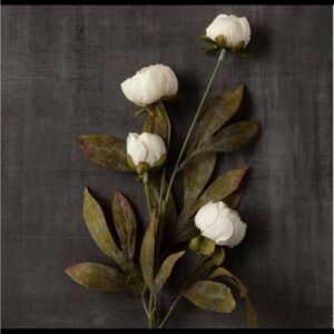 VIRAL Ashland Peony Stems – 8 CREAM Stems| RARE | NEW with Tags